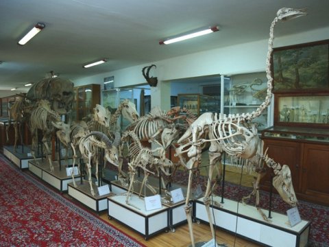 Təbiət Tarixi Muzeyi Elm və Təhsil Nazirliyinin tabeliyinə verildi