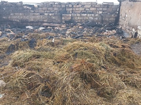Goranboyda ferma qəsdən yandırıldı: 230 baş heyvan tələf oldu