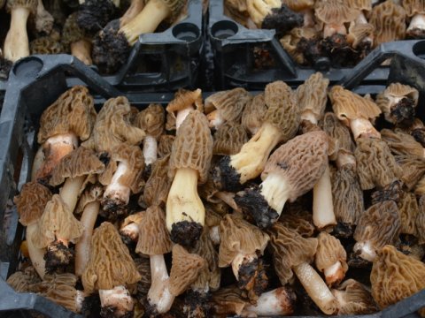 Kilosu 40 manata satılan göbələk - FOTOLAR