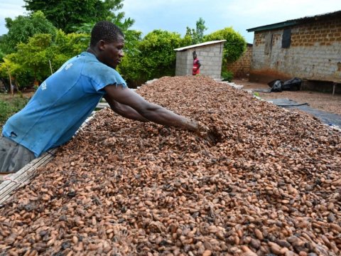 Kakao qiymətlərində tarixi REKORD