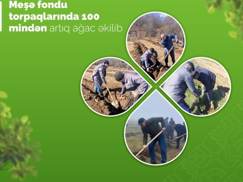 Bayram günlərində 100 mindən artıq ağac əkilib