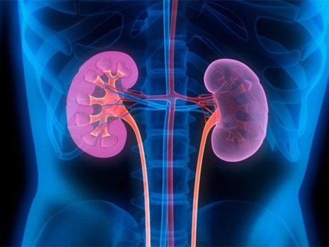 Bir böyrəyi olmayana əlillik təyin edilmir - Nazirlik