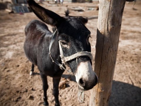 Azərbaycanda 5 min eşşək 
