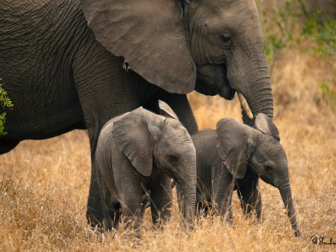 Botsvana prezidenti Almaniyanı təhdid edib: 20 min fil göndərərik...