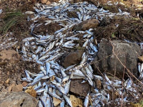 Qızılbalıqlar avtoqəzaya düşdü - 25 mini tələf oldu