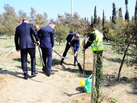 Naftalanda növbəti ağacəkmə aksiyası keçirilib - FOTO