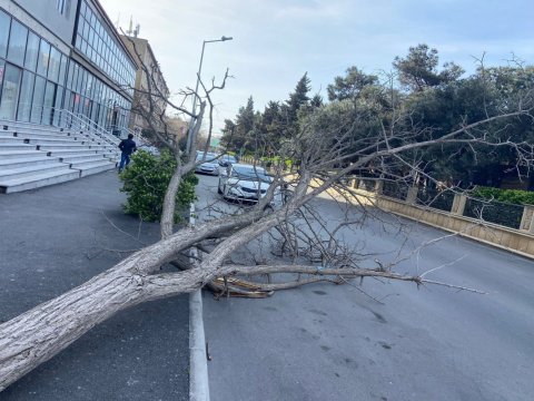 Güclü külək Bakıda 20 ağacı sındırıb - FOTO