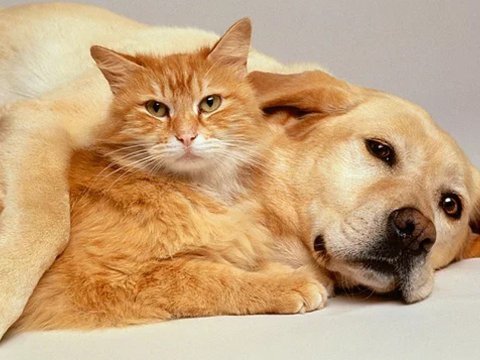 Evində 159 pişik və 7 it saxlayan cütlüyə şərti cəza kəsilib