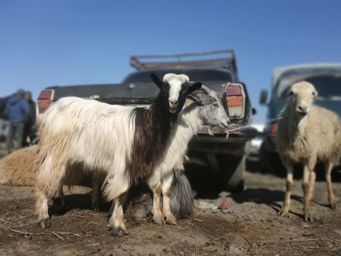 Azərbaycanda qoyun və keçilərin sayı azalıb - Ən çox olduğu RAYONLAR