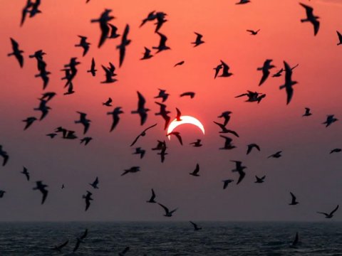 Günəş tutulmasının heyvanlar aləminə TƏSİRİ
