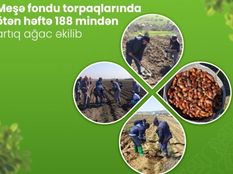 Ötən həftə 188 mindən artıq ağac əkilib