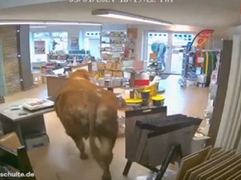 İnək tikinti materialları mağazasına GİRDİ