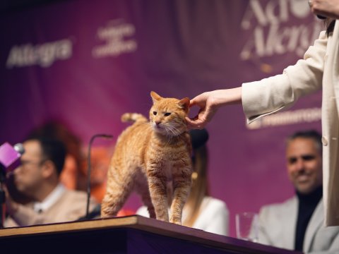 Pişiklərin iştirakı ilə ilk mətbuat konfransı - FOTO
