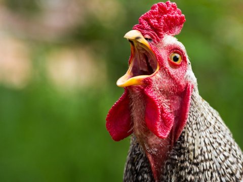 Fransada xoruz banlaması, inək böyürməsi ilə bağlı şikayətlərə son qoyuldu