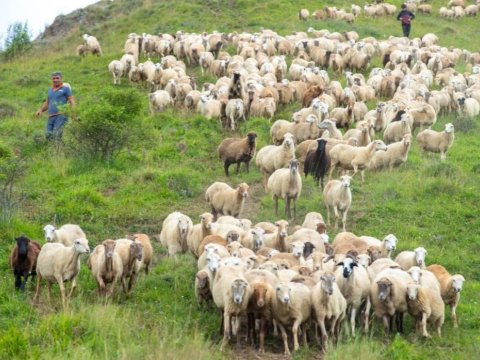 Təsərrüfatları işğaldan azad olunan ərazilərdəki yaylaqlara necə aparaq? - RƏSMİ