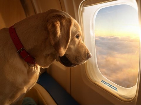 ABŞ-da itlər üçün aviareyslər açılacaq