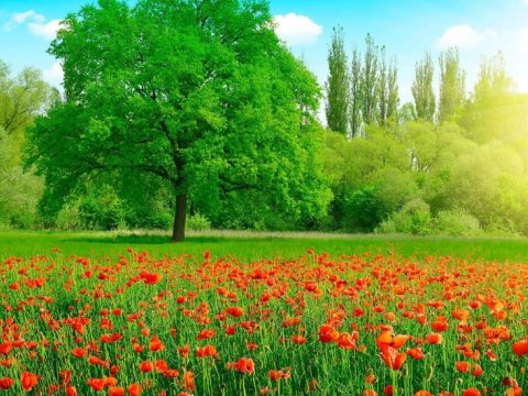 Bu gün temperatur 28 dərəcəyədək yüksələcək
