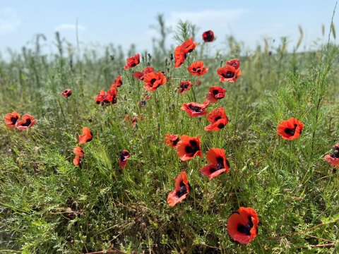 Laləli çəmənlik görmək istəyənlər, tələsin! - FOTOLAR