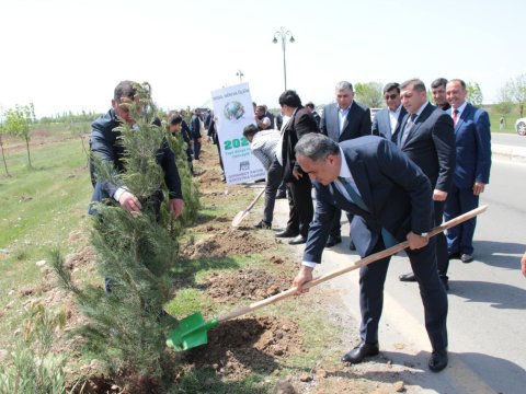 Goranboyda növbəti ağacəkmə aksiyası təşkil olunub