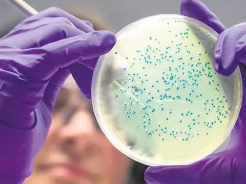 Bəzi ölümcül bakteriyalar insan qanı ilə qidalanır