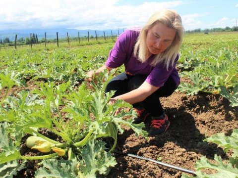 Gürcüstan fermerləri torpaqlarını necə sığortalayır?
