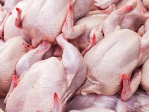 Broyler toyuqlarını yemək təhlükəlidir? - Deputata CAVAB VERİLDİ