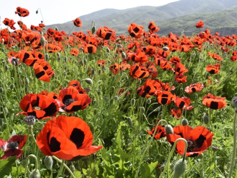 Xocalı al lalələrə bürünüb - Göz oxşayan FOTOLAR