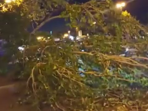 Bakının mərkəzində ağac avtobusun üstünə aşdı - VİDEO