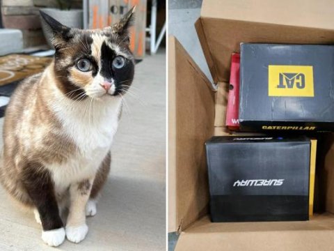 Ayaqqabı qutusunda 1 həftə ac-susuz qalan pişik 1600 kilometr \