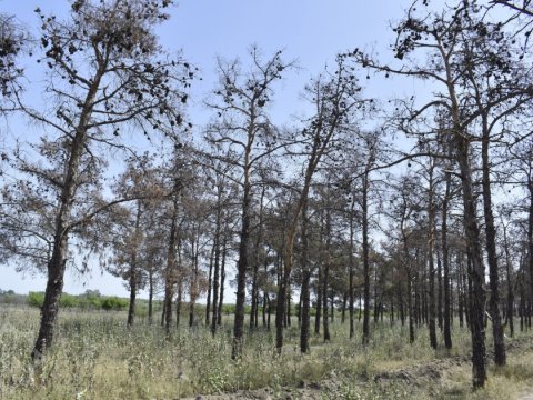 Qurumuş ağacların yerinə yenisi əkiləcək