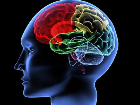 Gənclərin beyni daha böyükdür, yaddaşları isə... - Tibb elmi belə deyir