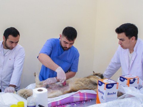 ADAU-da sahibsiz heyvanlarla bağlı növbəti aksiya - FOTOLAR