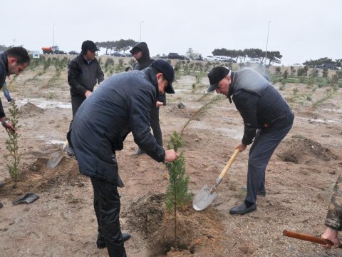 Pirallahıda Ulu Öndərin doğum gününə həsr olunmuş ağacəkmə aksiyası - FOTOLAR