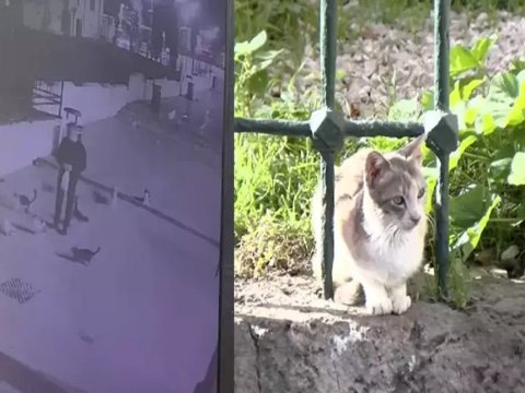 Pişikləri məscidin həyətindən yığıb öldürən şəxs həbs olundu - 4 il 6 ay