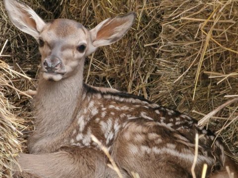 Şahdağ Milli Parkında maralların sayı artıb