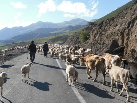Sabirabadda mal-qara oğruları həbs edildi