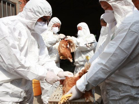 Bu ölkədə quş qripinə ilk yoluxma