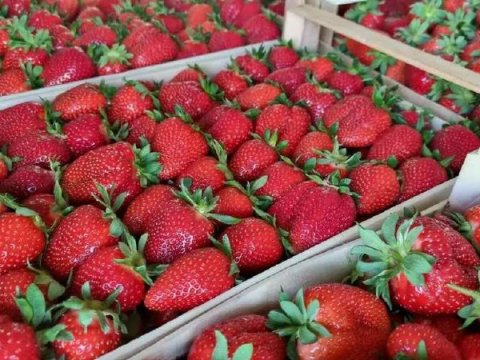 Çiyələk 2 dəfə BAHALAŞIB