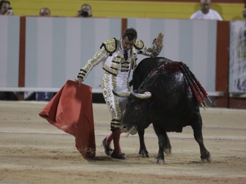 Öküz döyüşləri qadağan edildi