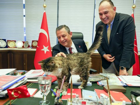 CHP-nin pişiyi sağalıb, qərargaha geri dönüb - PAYLAŞIM