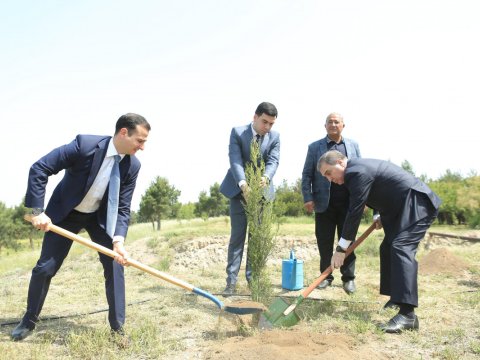 Baş prokurorluğun rəhbər şəxsləri Gəncədə ağacəkmə aksiyasında - FOTO