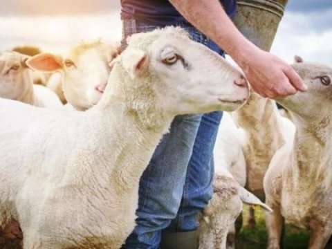 Bir ildə qoyun və keçilərimizin sayı 154 800 baş AZALIB