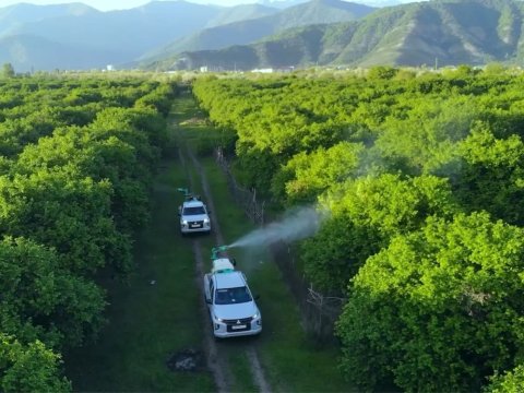 Bölgələrdə qəhvəyi mərmər bağacığına qarşı monitorinqlər davam etdirilir