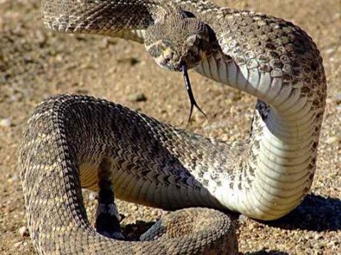 Azərbaycanda 11 nəfəri ilan sancıb