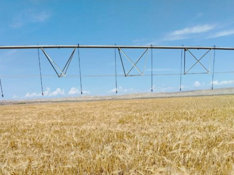 Toxumluq taxıl sahələrinin aprobasiyasına başlanılıb - FOTO