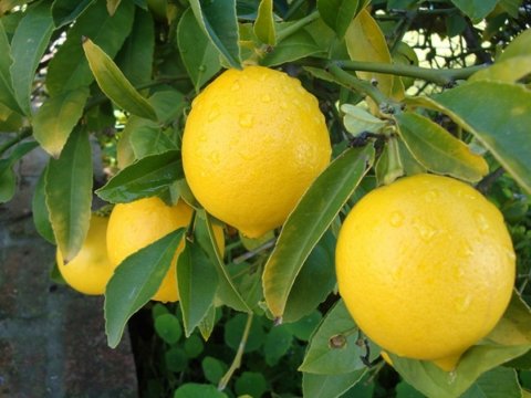 Limon bağına dəyən zərərlə bağlı yekun qiymətləndirmə aparılıb