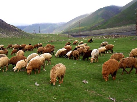 Xırdabuynuzlu heyvanları oğurlayan şəxs saxlanıldı