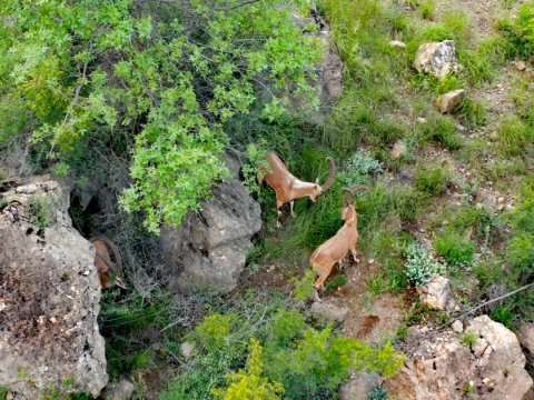 Zəngilan qayalıqlarında iribuynuzlu dağ keçiləri - VİDEO