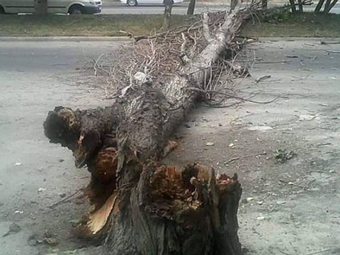 Ağaclar aşdı, magistral yol bağlandı