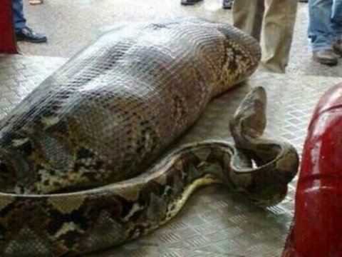 Piton qadını diri-diri UDDU